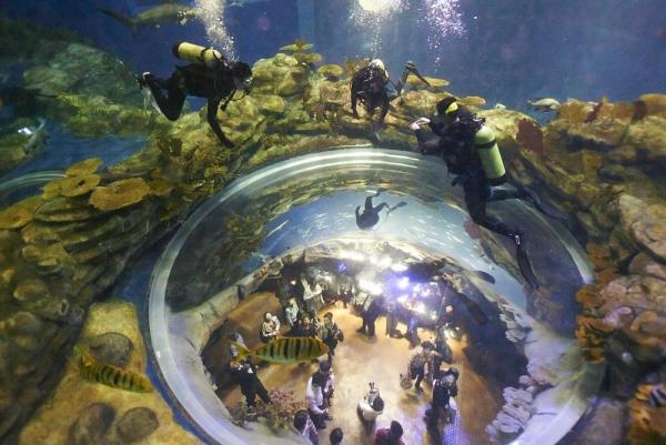 海洋公園潛水體驗 與鯊同游