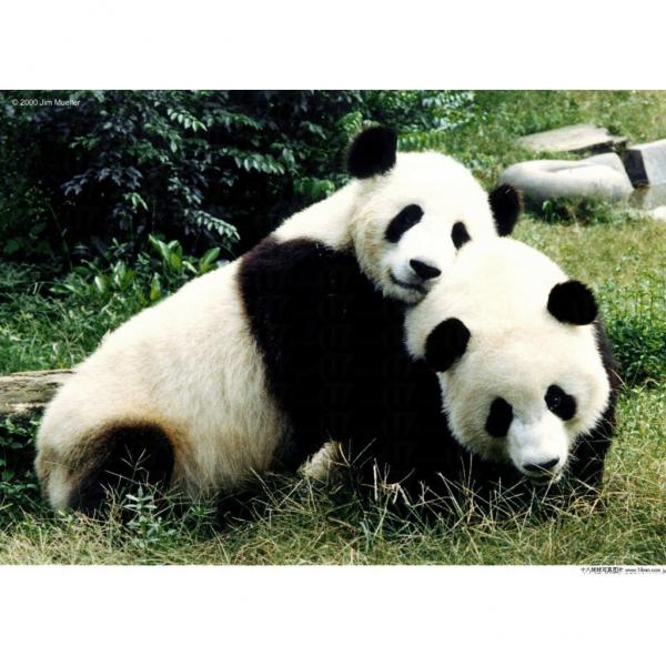 CNN 選舉 全球最可愛動物 (下)