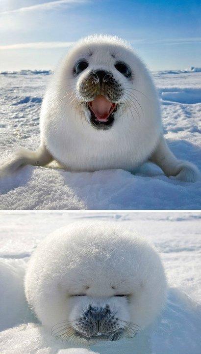 CNN 選舉 全球最可愛動物 (下)