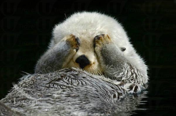 CNN 選舉 全球最可愛動物 (下)