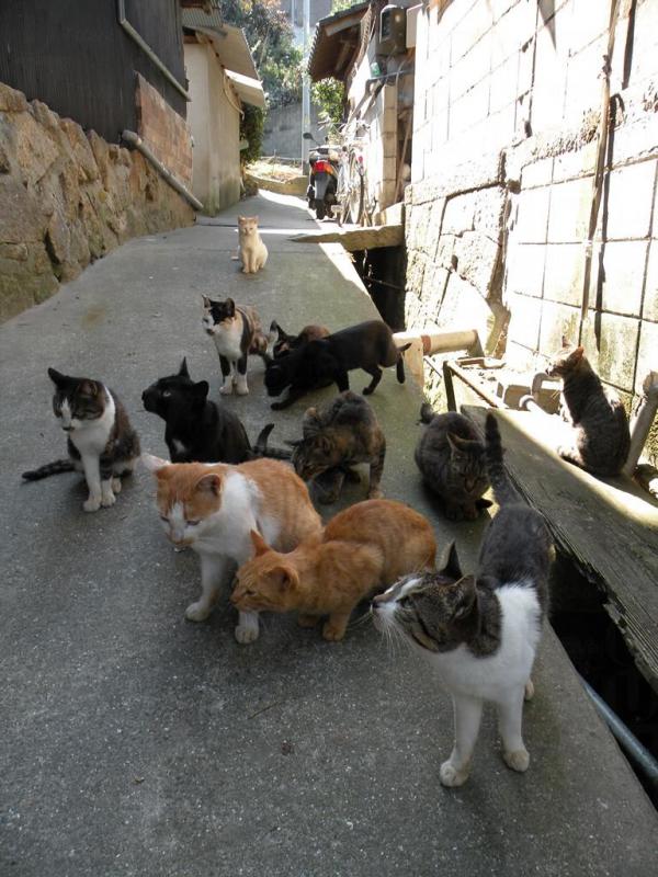 在古色古香的行人道上,真鍋島上的貓咪可隨意走動 日本11 人氣貓島(上)