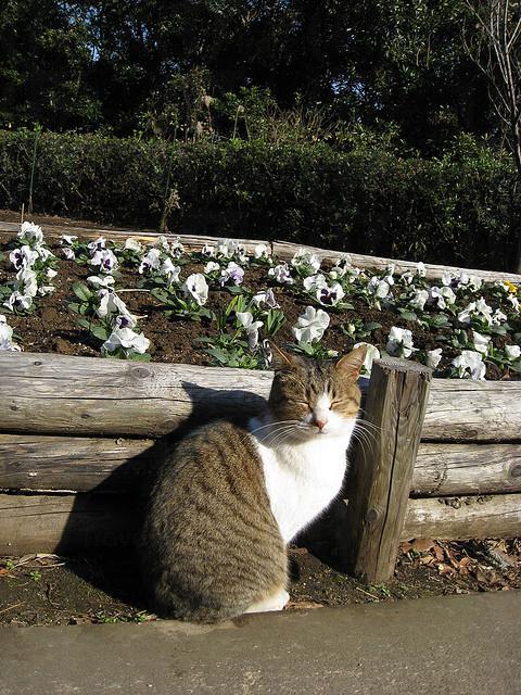 江之島貓咪好愛花海啊! 日本11 人氣貓島(上)