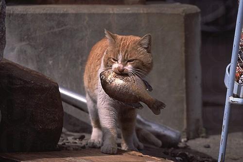 沖島貓咪最喜歡在海旁吃新鮮的魚 日本11 人氣貓島(上)
