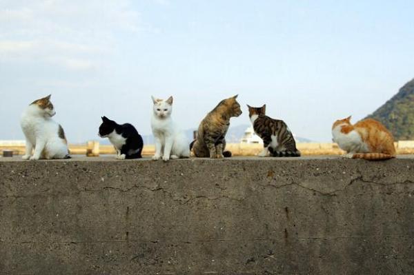 《那些年》佐柳島流浪貓版海報? 日本11 人氣貓島(上)