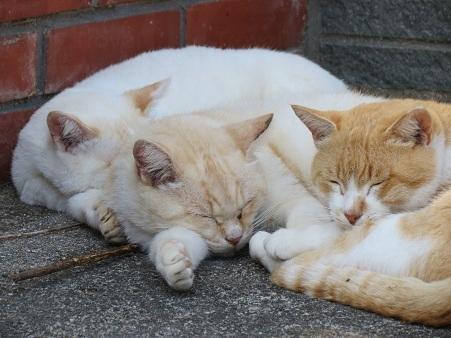 睦月島這貓咪毛色白白的,十分可愛 日本11 人氣貓島(上)