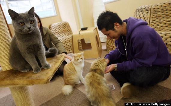 全球 9 個 貓痴必去地方