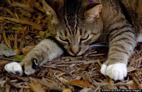 全球 9 個 貓痴必去地方