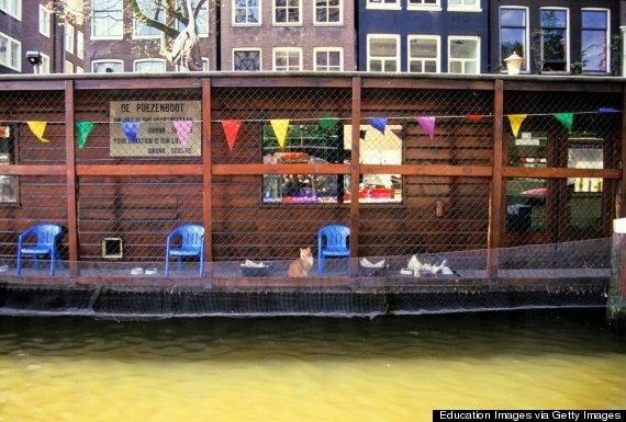 全球 9 個 貓痴必去地方