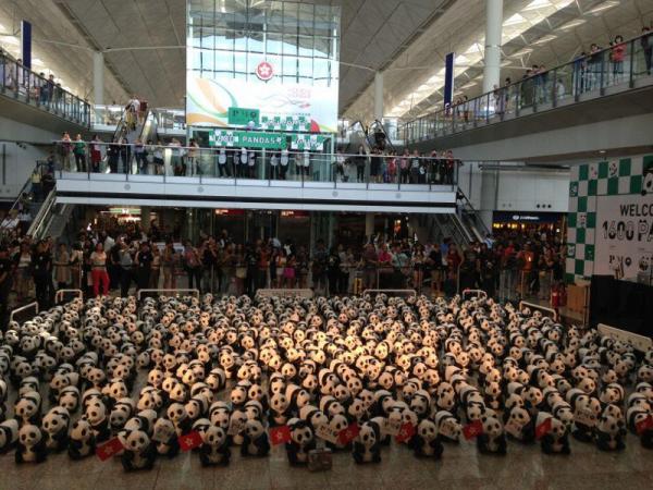 熊貓大軍抵機場接機大堂。