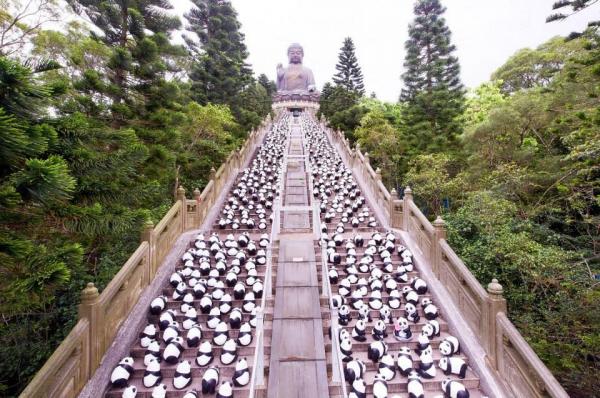1600熊貓到訪世界最高的天壇大佛。
