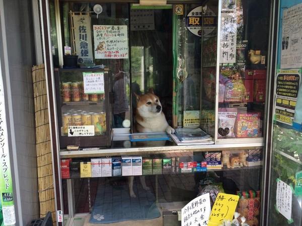 「爪」住客人　 東京可愛柴犬店長