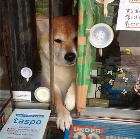 「爪」住客人　 東京可愛柴犬店長