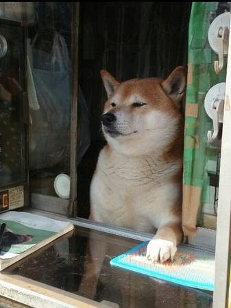 「爪」住客人　 東京可愛柴犬店長