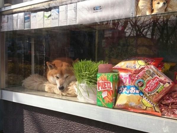 「爪」住客人　 東京可愛柴犬店長
