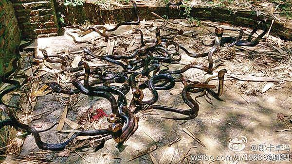 「郎卡卓瑪」放生大批活蛇，包括毒蛇。(網絡圖片)