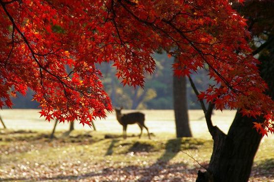 關西奈良紅葉。