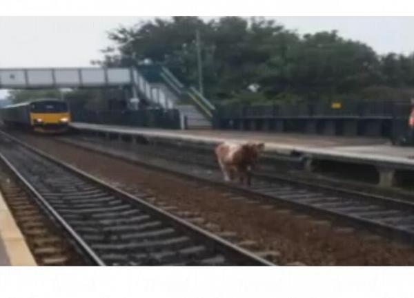 英國去年，曾有牛牛在早上誤闖森麻鍚的火車站