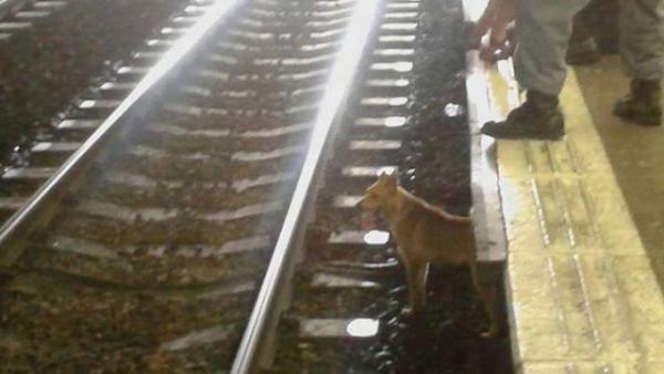 懷疑有港鐵職員處理不當，導致徘徊路軌多時的狗隻，最終被列車輾斃慘死