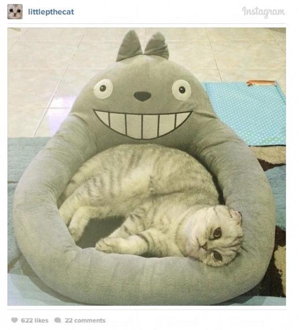 瞓龍貓床，無法開懷 (Instagram 圖片)