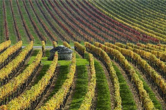 濃密的葡萄園林都會變成黃色。