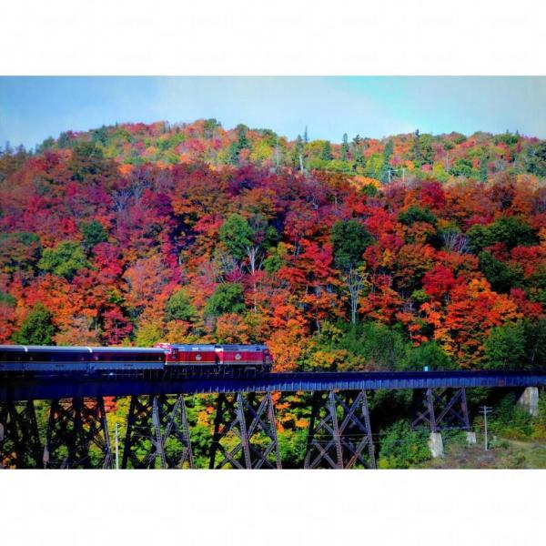 乘坐著阿川峽谷旅遊列車，就會看到楓樹林。