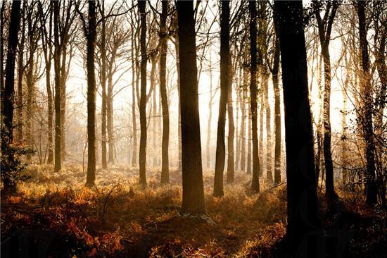 迪恩森林曾是一個皇家狩獵場。