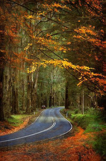 澳洲墨爾本丹頓農山脈 - 地下都佈滿落葉。
