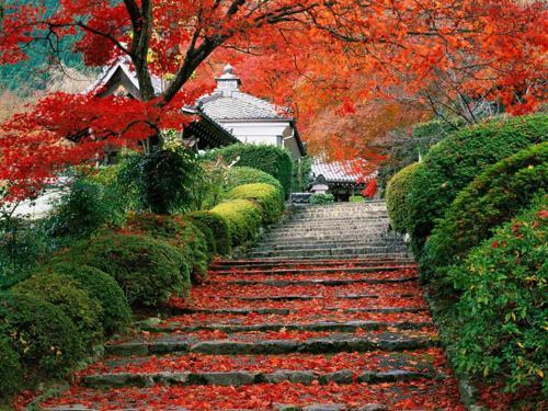 北京香山公園是中國著名賞楓名所。