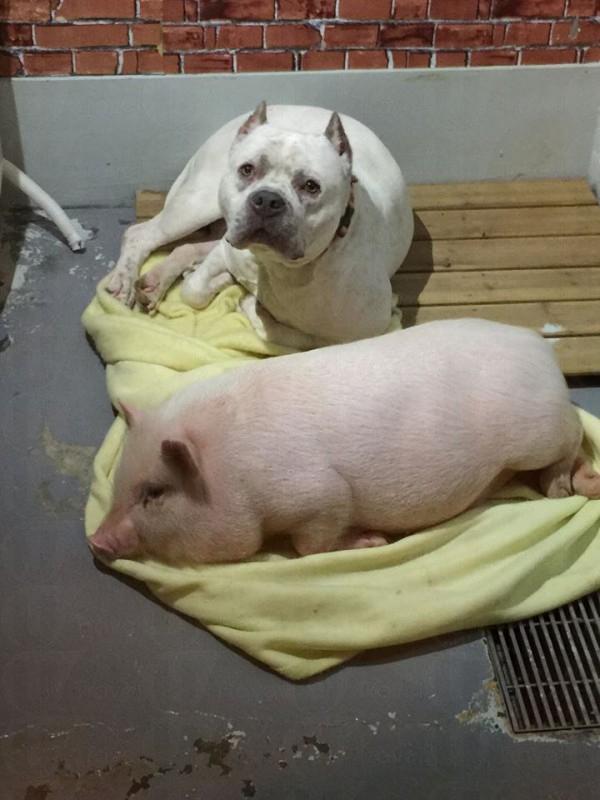 日本餐廳可愛亮點 粉紅嫩肥豬當店長