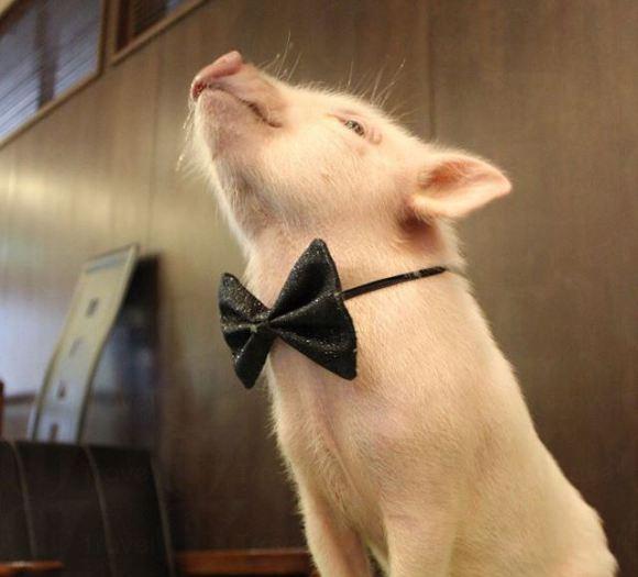 日本餐廳可愛亮點 粉紅嫩肥豬當店長