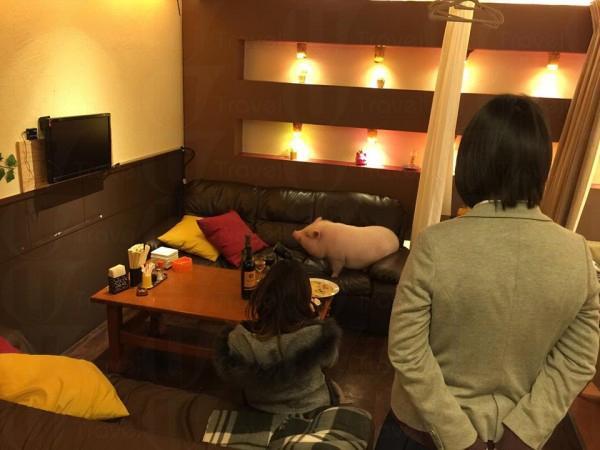 日本餐廳可愛亮點 粉紅嫩肥豬當店長