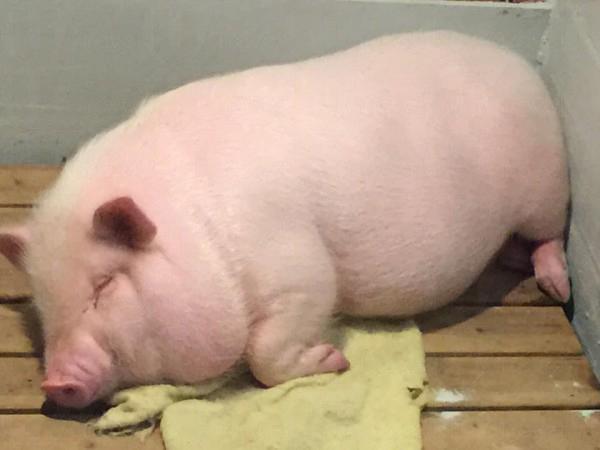 日本餐廳可愛亮點 粉紅嫩肥豬當店長