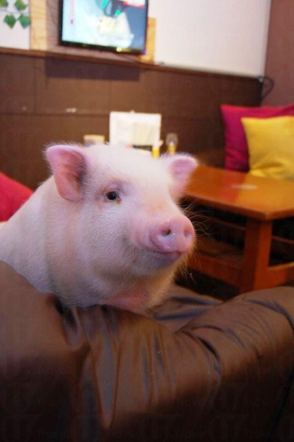 日本餐廳可愛亮點 粉紅嫩肥豬當店長