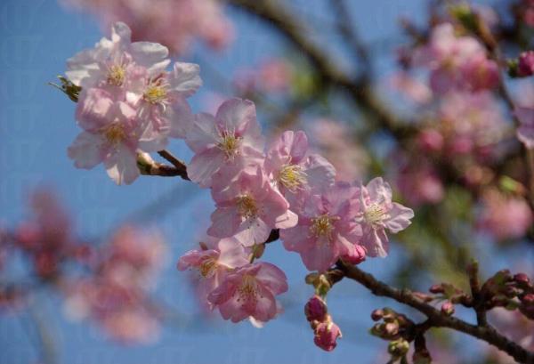 櫻花的種類繁多，粉紅色為最常見的花色。