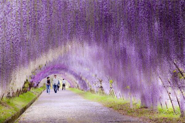 5. 日本九州 河內富士花園的紫藤隧道