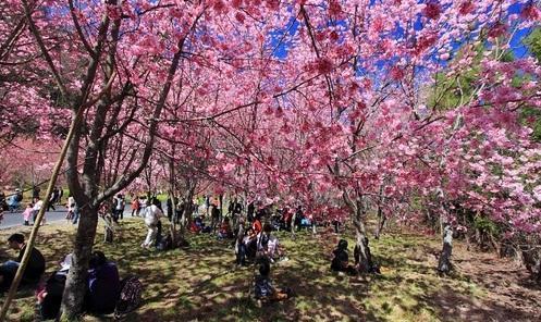 櫻花為野餐旅客遮蔽陽光，突然想起一首歌「在世間遮風擋雨有一種愛...」(圖：amaotravel.tw)