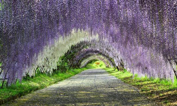 1.九州市 河內富士花園(Kawachi Fuji Garden) (圖︰CNN)