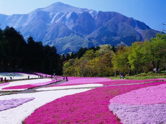 日本 羊山公園 (圖:Huffington Post) 日本 羊山公園 (圖:Huffington Post)