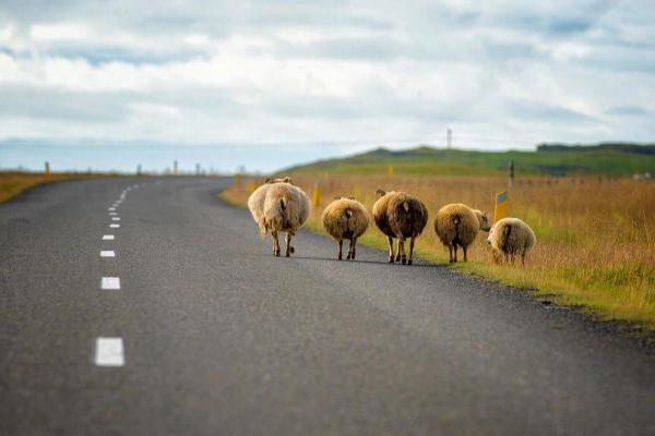 唯一交通上的障礙,是羊咩咩走在公路上。 (圖:businessinsider) 唯一交通上的障礙,是羊咩咩走在公路上。 (圖:businessinsider)