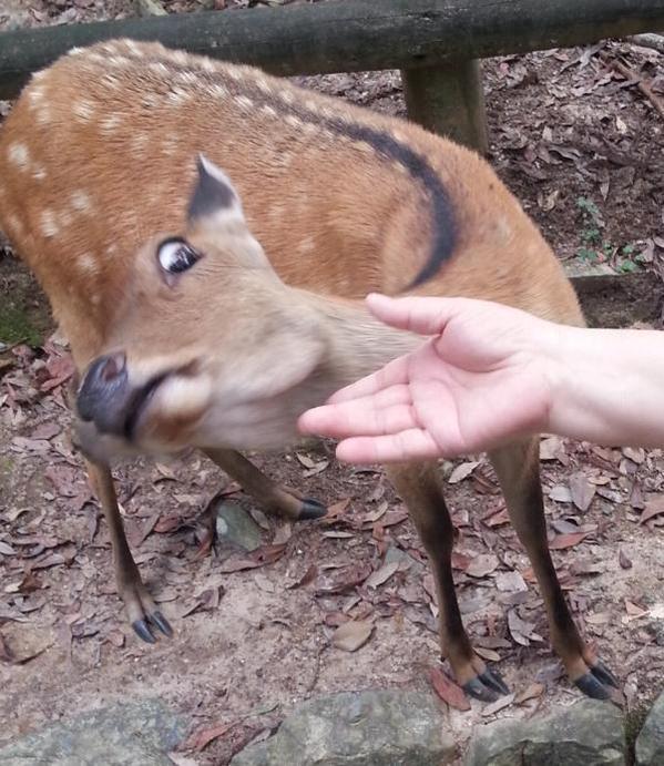 日本網友在奈良捕足到小鹿「你不要碰我」的表情。(圖：twitter@ygo5dxal)
