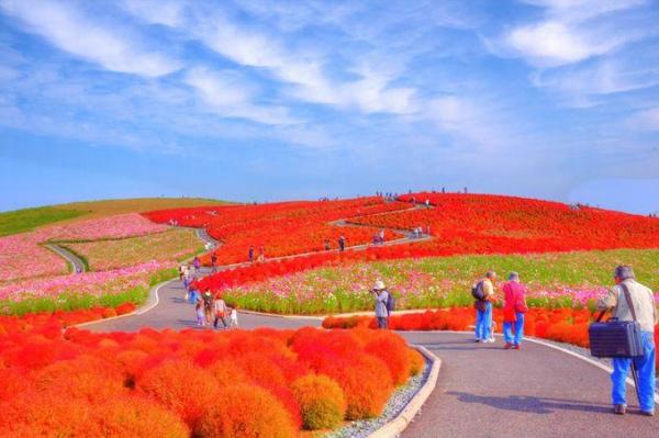 日立海濱公園 (圖: PHOTOHITO) 日立海濱公園 (圖: PHOTOHITO)