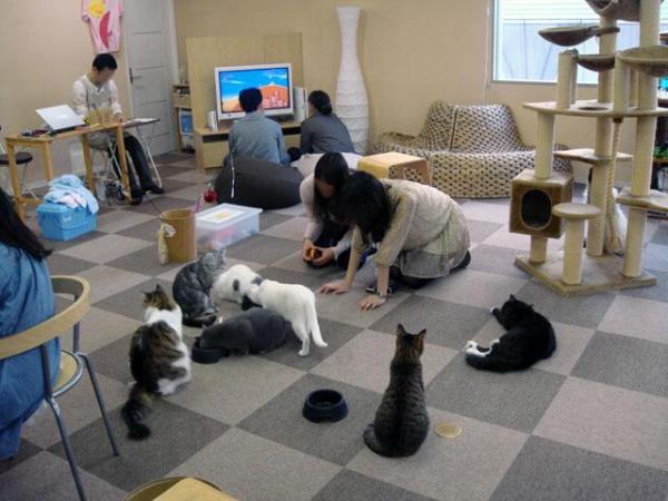 Cat Cafe ねころび（池袋）(圖: tabelog)
