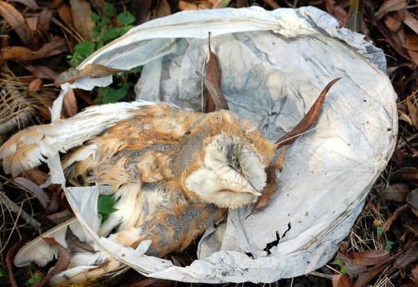天燈殘紙會對生態造成破壞，貓頭鷹就是其中的受害者。(圖: 窩窩 Wuowuo)