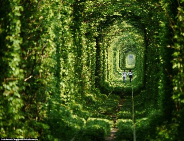 穿越童話森林大道 全球11條絕美花樹隧道 (附機票價格)