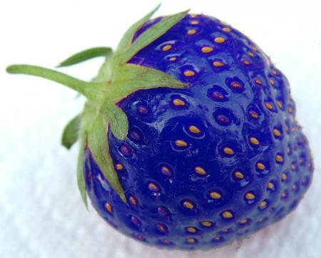 日本瘋傳紫藍色士多啤梨 知道真相後你就不會去尋找了
