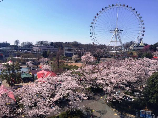 在摩天輪上賞櫻超浪漫！ 日本12個最高摩天輪