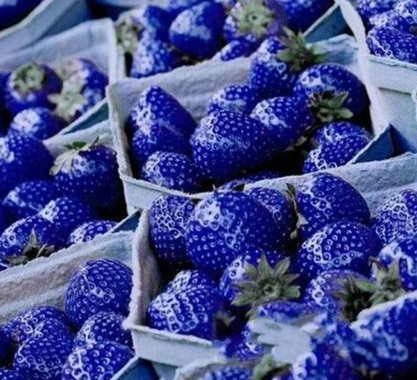 日本瘋傳紫藍色士多啤梨 知道真相後你就不會去尋找了