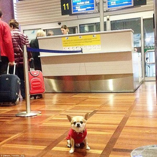 狗仔界旅行精 應該是全球踏遍最多國家的芝娃娃