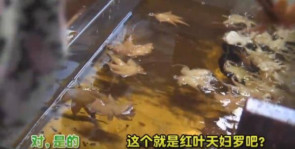 日本可食用楓葉天婦羅 知道真相後你還敢吃嗎？