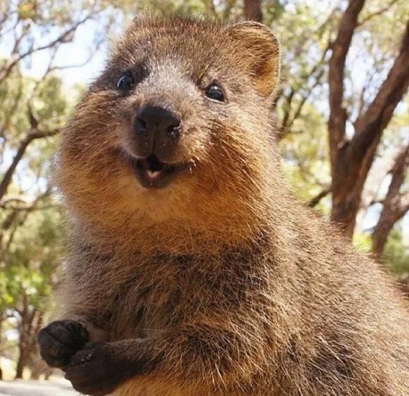 10種樹熊以外的澳洲動物 第7種影相識笑架！
